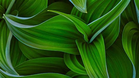 Green leafed plant, plants HD wallpaper | Wallpaper Flare