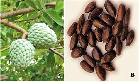 Fruit and seed of Annona squamosa L. | Download Scientific Diagram