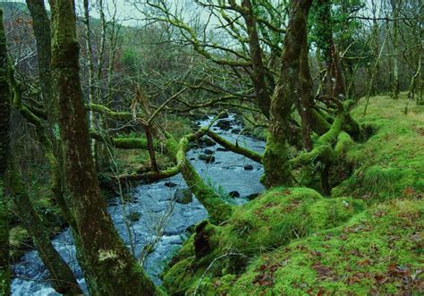 Typical temperate rainforest trees © John Haynes cc-by-sa/2.0 :: Geograph Britain and Ireland