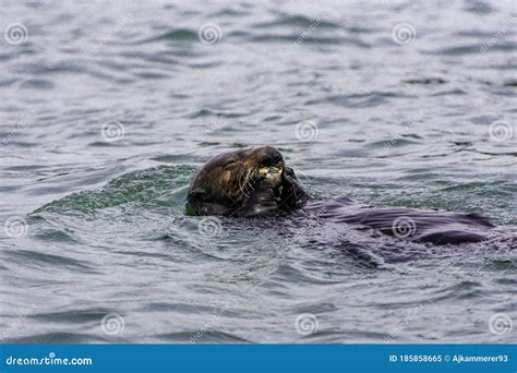 Adorable Pacific Sea Otter Swimming, Diving, Eating Clams and Mollusks ...