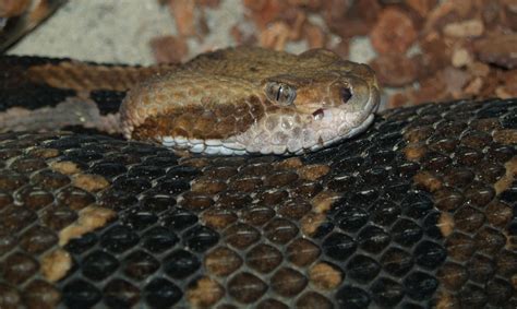 ADW: Crotalus horridus: PICTURES