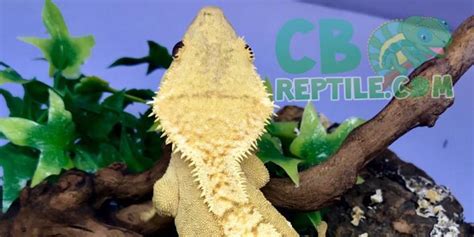 Crested gecko diet | crested gecko food | what to feed baby crested gecko