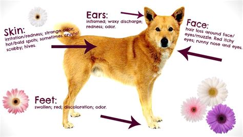 Seasonal Allergies in Your Dog - dupontvet.com | Dupont Veterinary Clinic