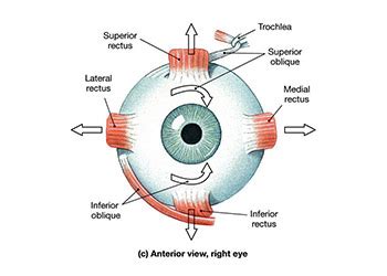 Eye Test for Eom Intact | Perrla Eyes