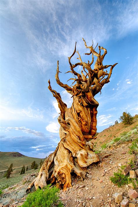 Methuselah, the oldest known tree in the world, is 4,850 years old ...