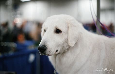 Hungarian Kuvasz Pictures and Informations - Dog-Breeds.com