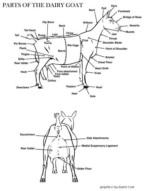 Dairy Goat Anatomy | American Goat Society