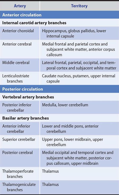 Anterior Cerebral Artery