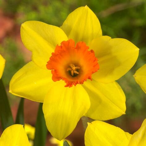 Narcissus Small Cupped 'Red Devon' - Ruigrok Flowerbulbs