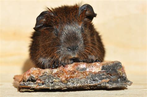 Gold Agouti Guinea Pig Cub Smooth - Free photo on Pixabay - Pixabay