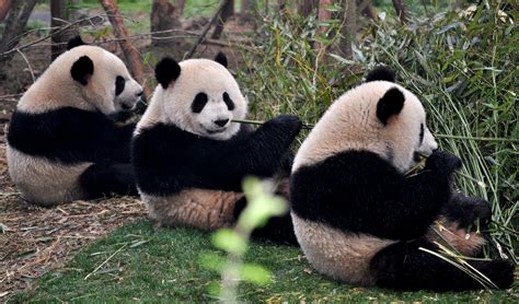 The Far (upper) East Side: Chengdu: PANDAS