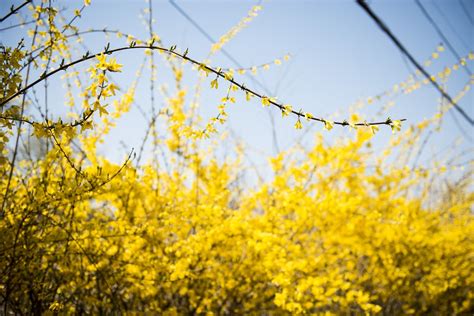 Spring Forsythia - Free photo on Pixabay