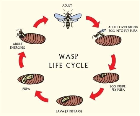 Door of knowledge: Parasites Life Cycle