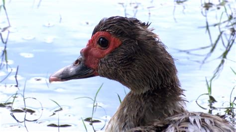 Invasive Muscovy ducks taking over native wildlife habitats