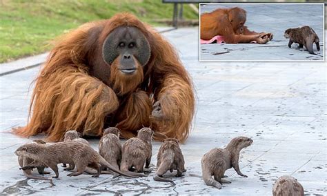 Orangutan family form a 'very special bond' with otters in a Belgian zoo