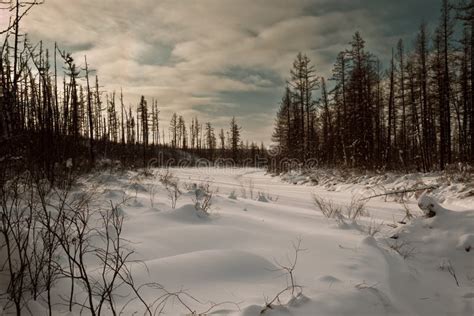 River Under Snow in the Taiga Stock Image - Image of tree, vacation ...