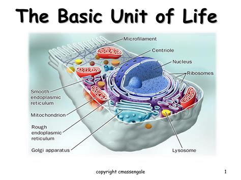 Basic Cell Structure | Hot Sex Picture