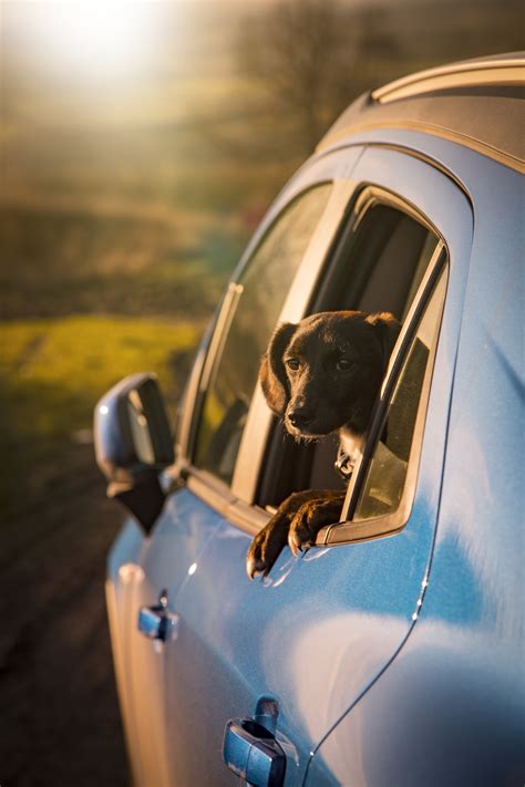 Dog In The Car Free Stock Photo - Public Domain Pictures