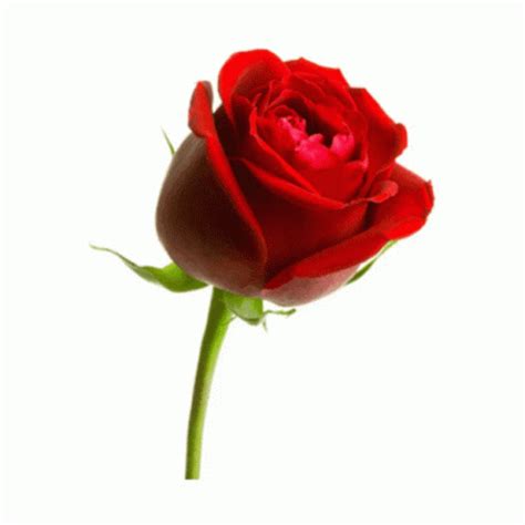 Roses Red Roses GIF - Roses RedRoses Flower - Discover & Share GIFs