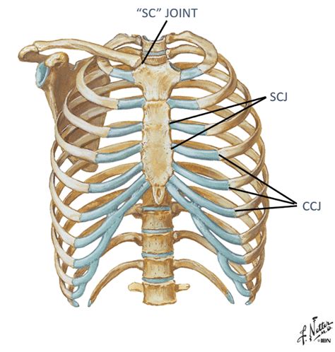 Costochondral Junction