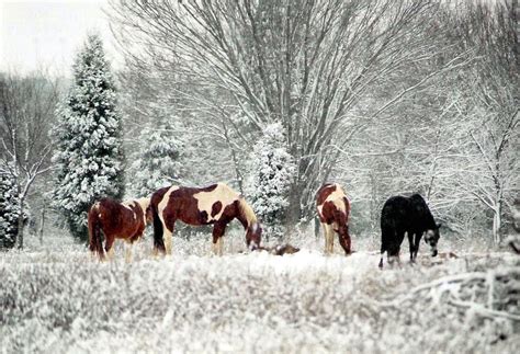 Texas Snow Photograph by Matthew Felder - Fine Art America