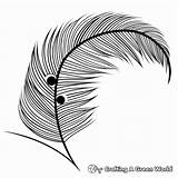 Peacock Feather Coloring Pages  Free & Printable sketch template