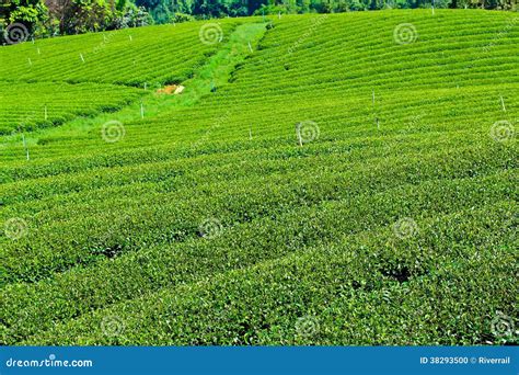 Tea plantation stock photo. Image of grass, field, grow - 38293500