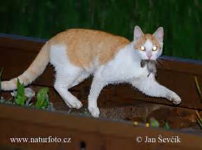 Felis silvestris, f. catus Pictures, Domestic Cat Images, Nature Wildlife Photos | NaturePhoto