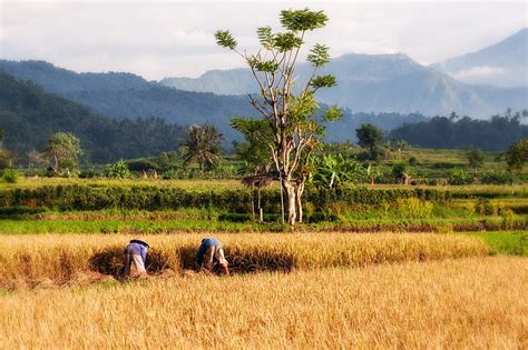 Free photo: paddy, bali, rice cultivation, rice harvest, harvest, agriculture, landscape | Hippopx