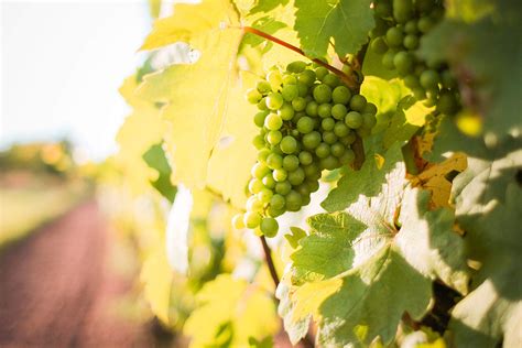 White Grapes Grapevine in a Vineyard Free Stock Photo | picjumbo