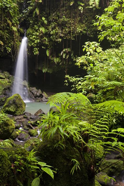 Costa Rica: The Rainforest vs The Jungle | Costa Rica Rios