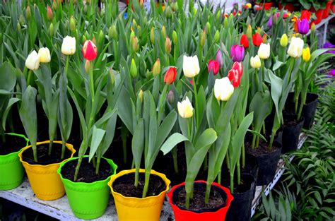 Potted Tulips Free Stock Photo - Public Domain Pictures