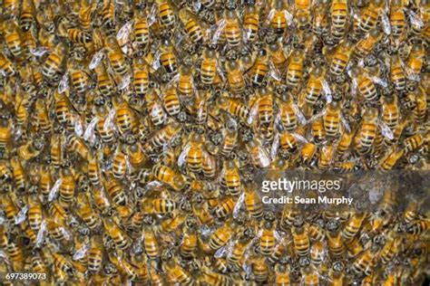 62 Africanized Killer Bee Stock Photos, High-Res Pictures, and Images - Getty Images