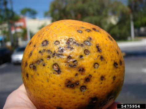 Citrus Black Spot | AQI pest guides