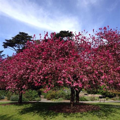 Urban Explorations: The SF Botanical Gardens - Trinity SF