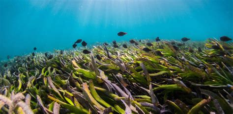 Bagaimana Seagrass Watch Melindungi Padang Lamun Indonesia