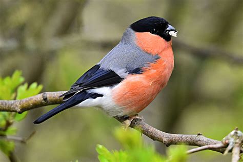 Eurasian Bullfinch by Fausto Riccioni - BirdGuides