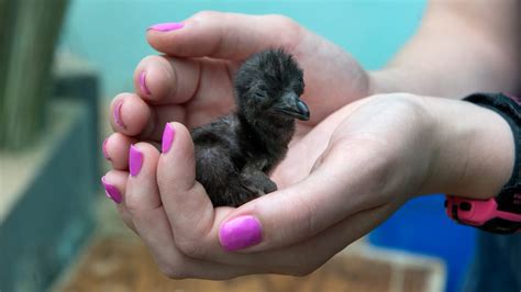 Adorable fairy penguin chick makes public debut at the Bronx Zoo ...