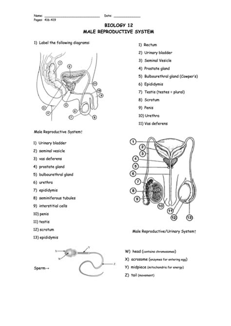 Biology 12 Worksheet - Male Reproductive System printable pdf download