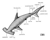 Hammerhead Shark Anatomy