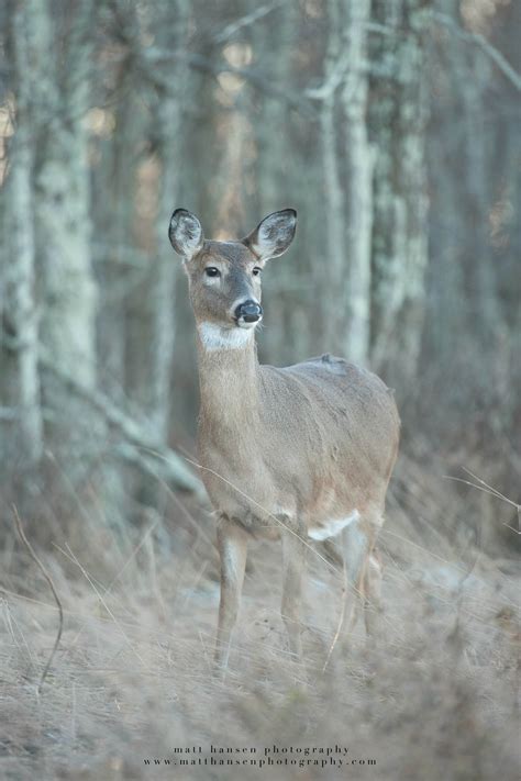 Professional Whitetail Deer Photography | Matt Hansen