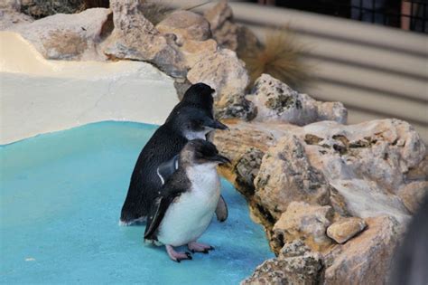 Day trip to Penguin Island in Perth - West Australian Explorer