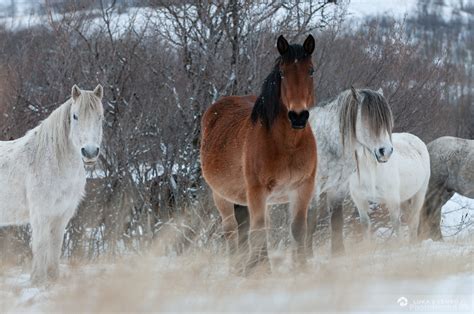 Image of Wild Horses at Livno by Luka Esenko | 1018302