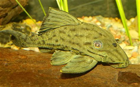 Green Phantom Pleco Size: (Lifespan, Growth Rate & More)