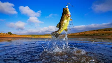 #1 Best Lake Livingston Fishing Guides on the Lake Today!