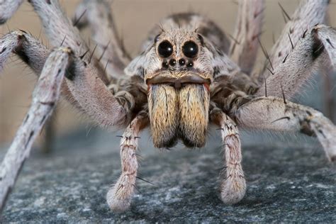 Wolf Spiders: Bites, Babies & Other Facts | Live Science