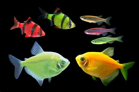 Choosing the Right Species of Fish for Your Aquarium | Habitattitude™