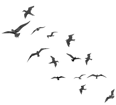 Flock Of Bird PNG Clipart Background | PNG Play