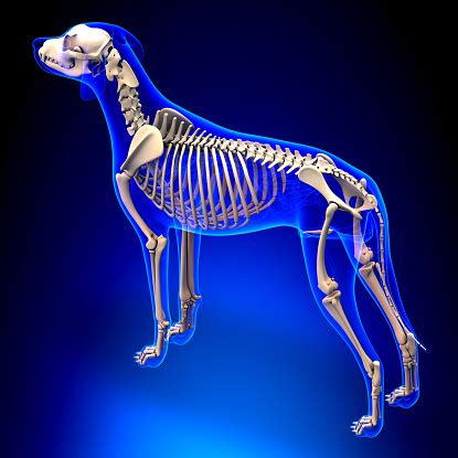 Dog Skeleton Canis Lupus Familiaris Anatomy Perspective View Stock Photo - Download Image Now ...