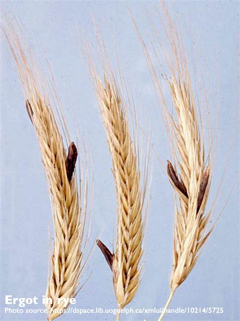 Ergot Spotted in Western Canada -Keep an Eye Out - BeefResearch.ca